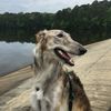 Profile picture of the animal