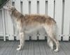 Profile picture of the animal