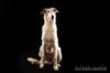 Profile picture of the animal