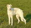 Profile picture of the animal
