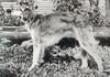 Profile picture of the animal