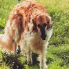 Profile picture of the animal