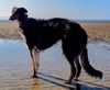 Profile picture of the animal