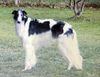 Profile picture of the animal