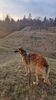 Profile picture of the animal