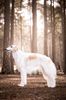 Profile picture of the animal