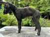 Profile picture of the animal