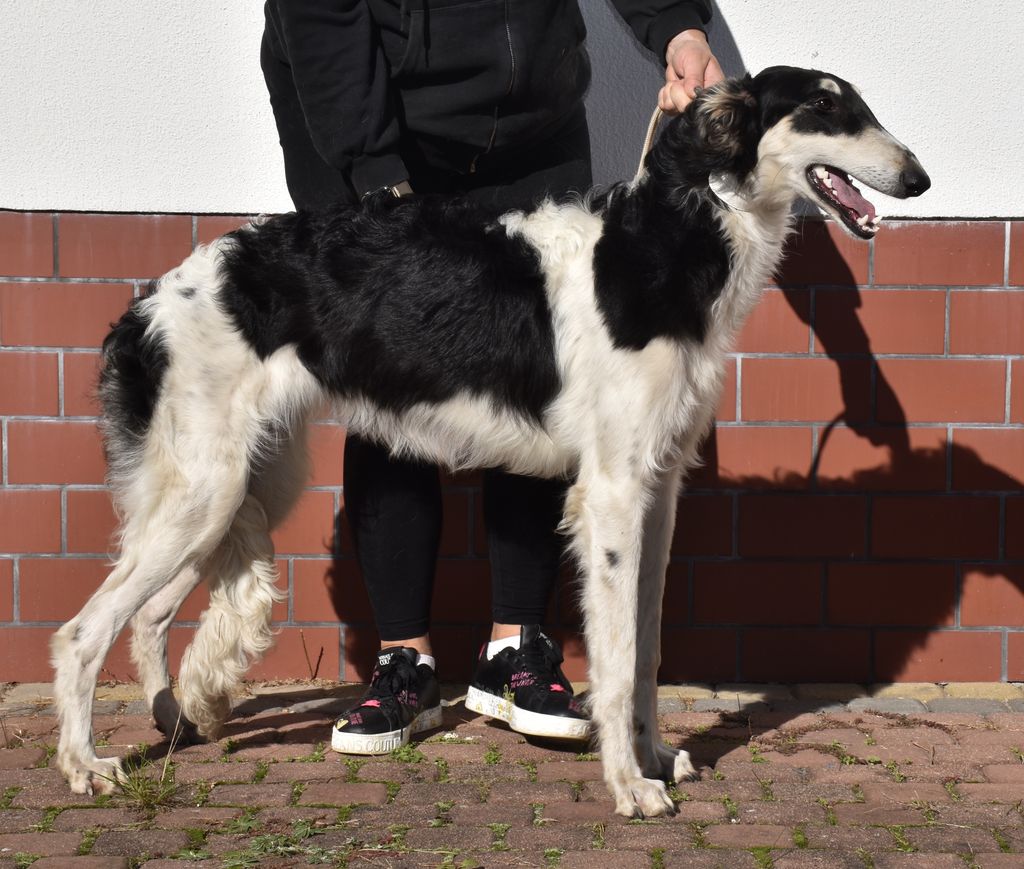 Borzoi - The Breed Archive