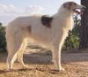 Profile picture of the animal
