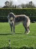 Profile picture of the animal
