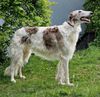 Profile picture of the animal