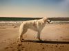 Profile picture of the animal