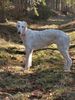 Profile picture of the animal