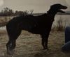 Profile picture of the animal