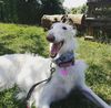 Profile picture of the animal