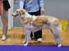 Profile picture of the animal