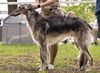 Profile picture of the animal