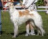 Profile picture of the animal