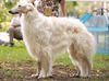 Profile picture of the animal