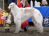 Profile picture of the animal
