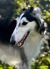 Profile picture of the animal