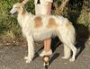 Profile picture of the animal