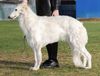 Profile picture of the animal