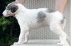 Profile picture of the animal