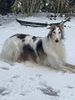 Profile picture of the animal