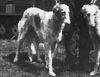 Profile picture of the animal